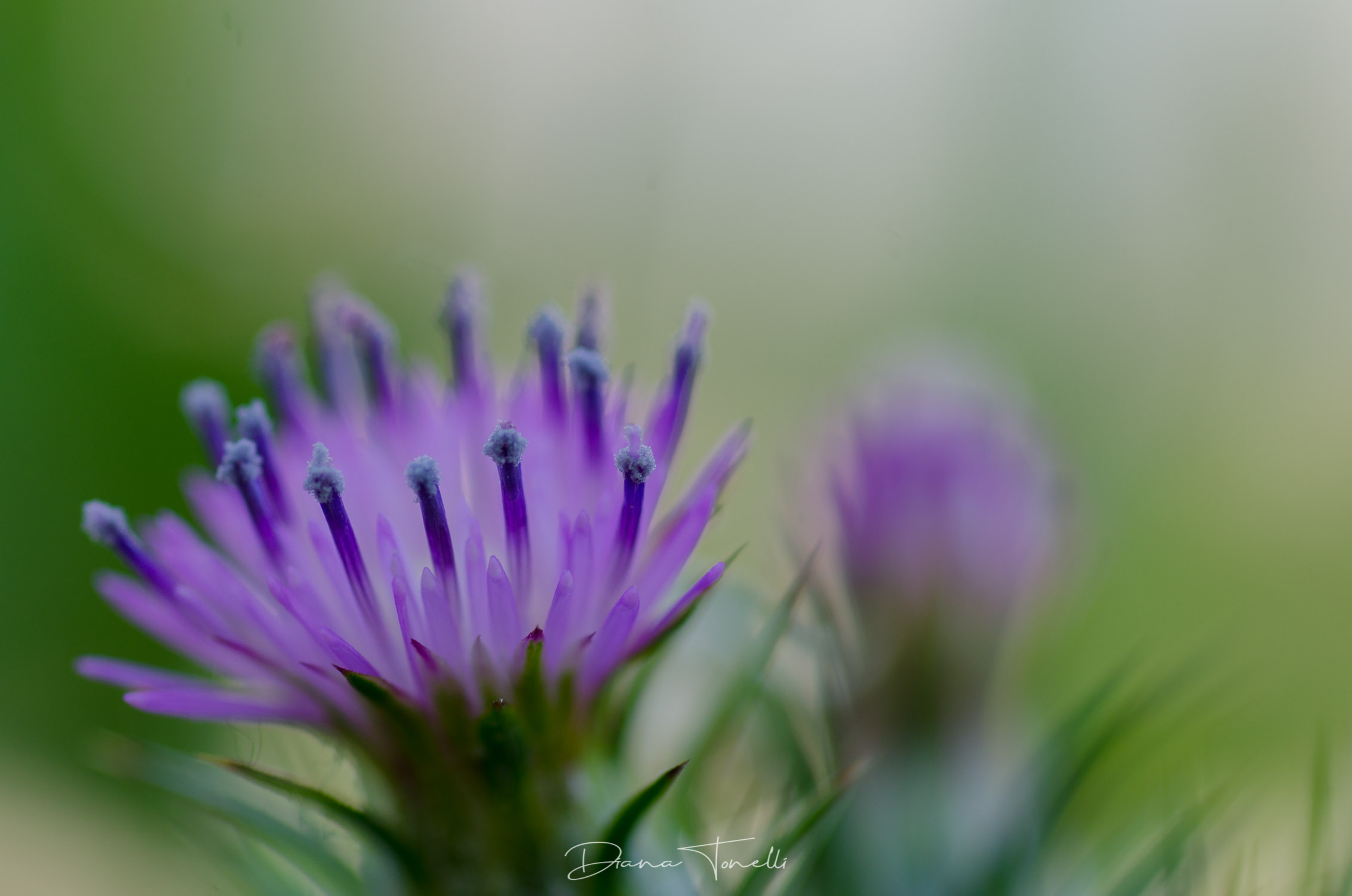 Fiori