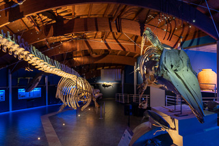 Museo di Storia Naturale del Mediterraneo di Livorno