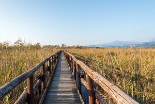 Riserva Naturale del Chiarone (Massaciuccoli