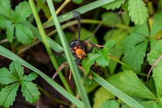 Vespa velutina a Montignoso